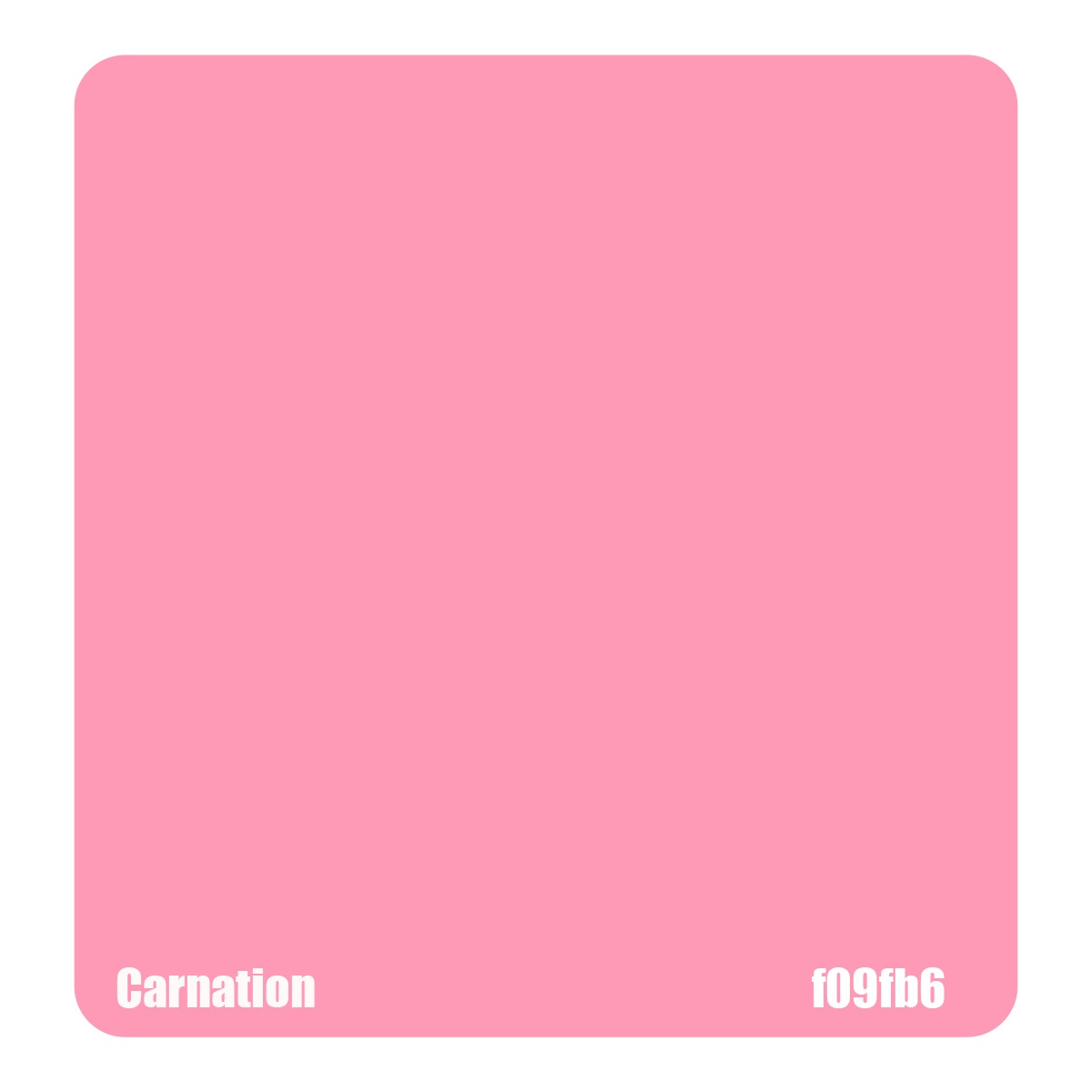 Carnation